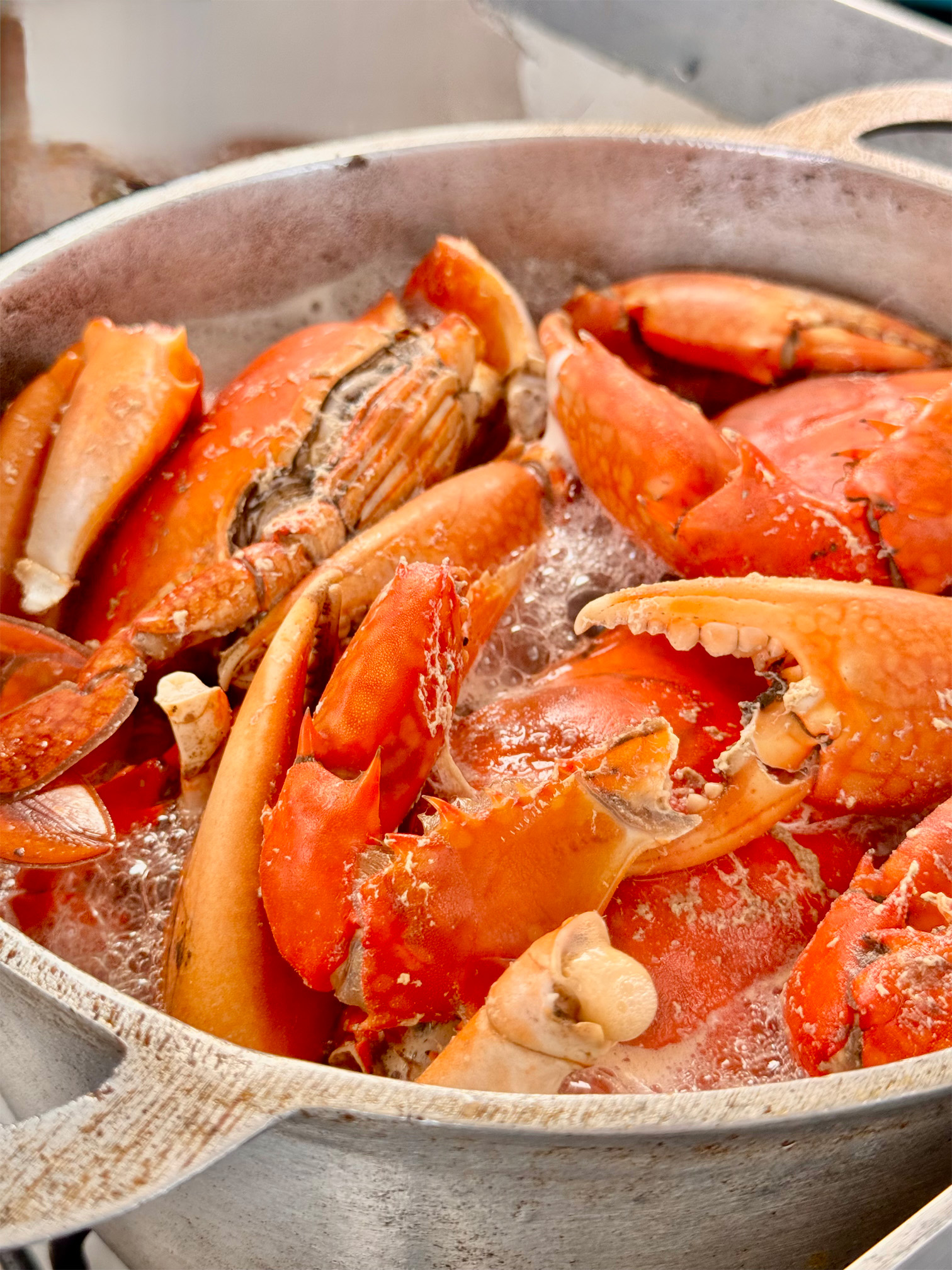 Maki-Cat-Liveaboard-lobster
